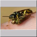 Mellinus arvensis - Kotwespe w53d mit Fliege auf Finger - Sandgrube Niedringhaussee.jpg